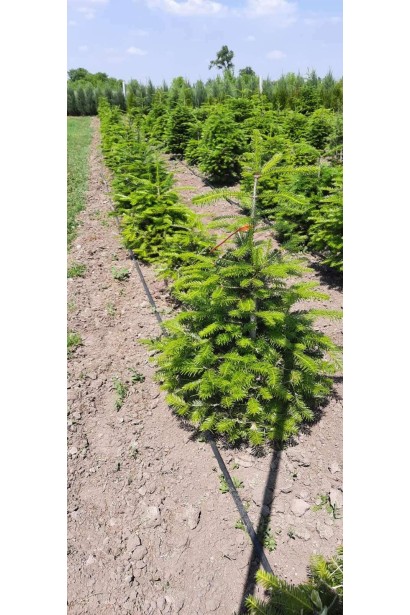 Ялиця біла - ком25кг/вис.100-120см/Ø50-60см